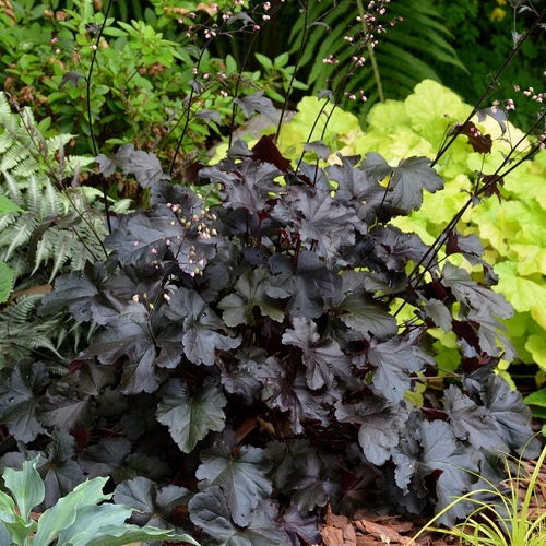 Heuchera Black Pearl_4