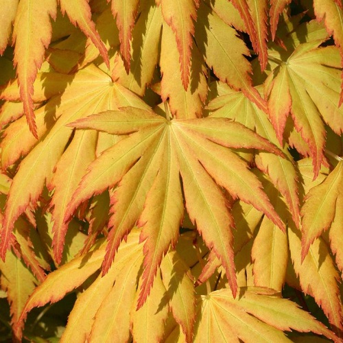 Acer palmatum Katsura_2