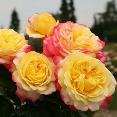 Rosa Kordes’ Jubilee