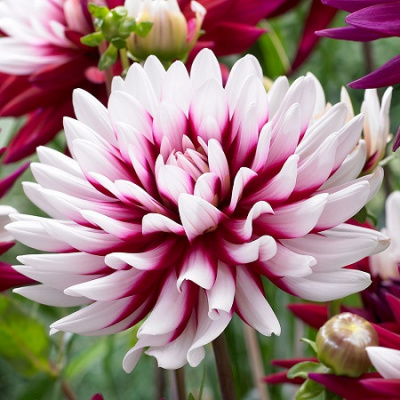 Dahlia Rebecca's World