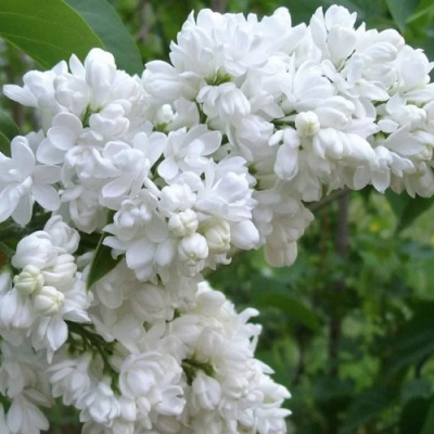 Сирень Советская Арктика