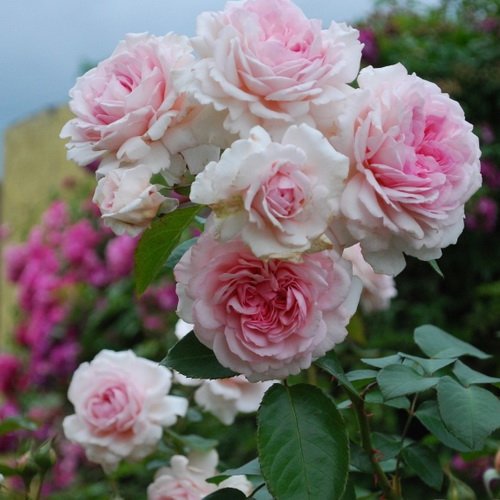 Rosa Alexandra Princesse de Luxembourg_5