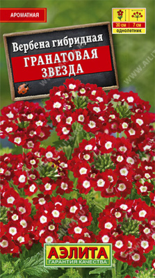 Вербена гибридная Гранатовая звезда