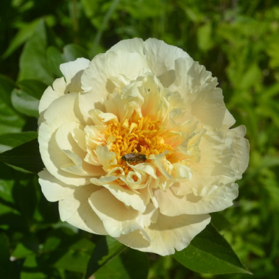 Paeonia Vanilla Schnapps_4