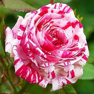 Rosa Gaspard