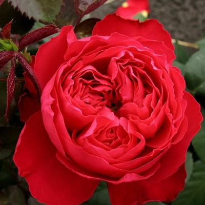 Rosa Tiamo