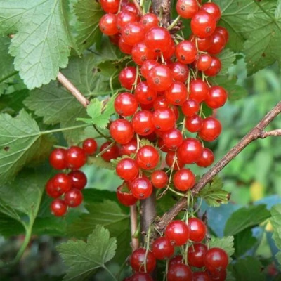 Смородина красная Коралловая