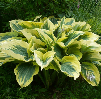 Hosta Liberty