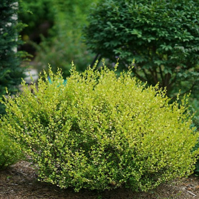 Betula Nana