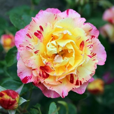 Rosa Camille Pissarro
