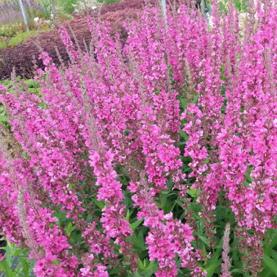 Lythrum Pink Blush