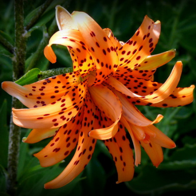 Lilium Flora Plena