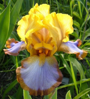 Iris germanica Brown Lasso (1)
