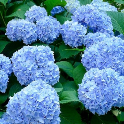 Hydrangea macrophylla Nikko Blue