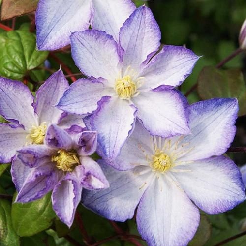 Clematis Lucky Charm