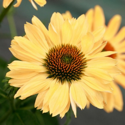 Echinacea Aloha