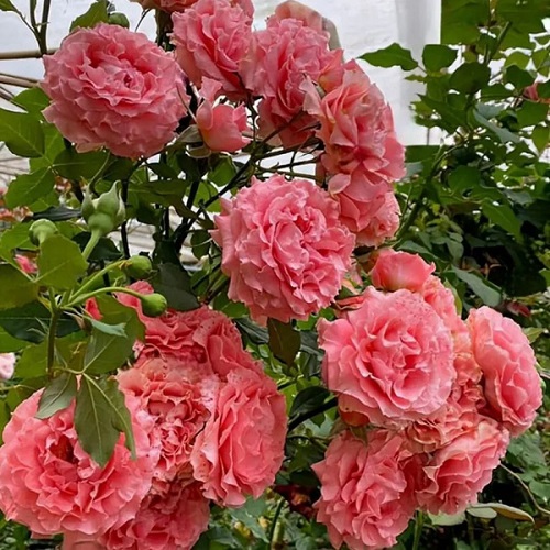 Rosa Corail gelee_5