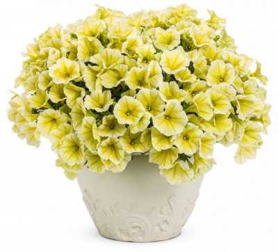 Petunia_Veranda_Yellow