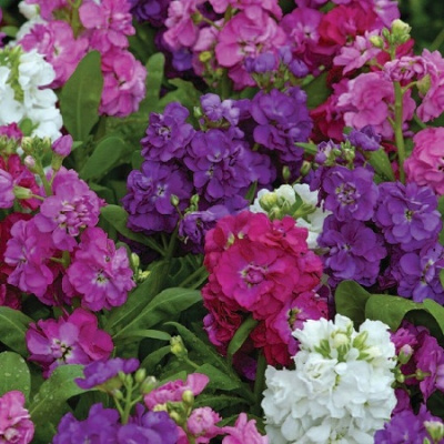 Matthiola incana Hot Cakes Mix