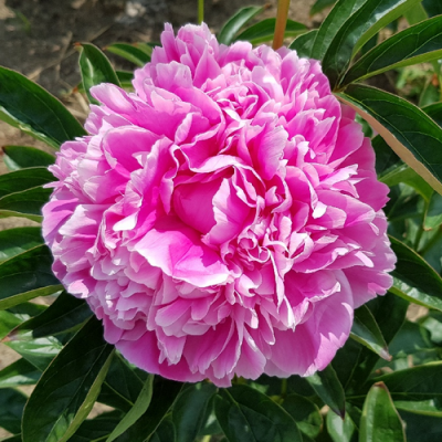 Paeonia Jacorma