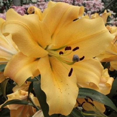 Lilium Shine On