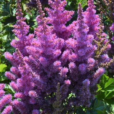 Astilbe chinensis Black Pearls