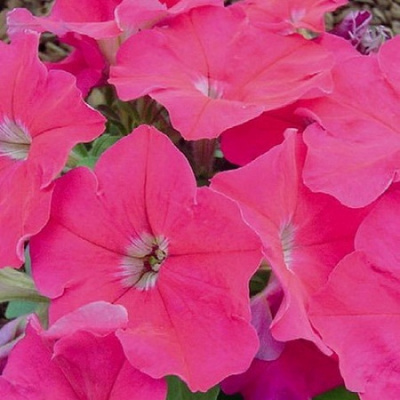 Mambo Rose