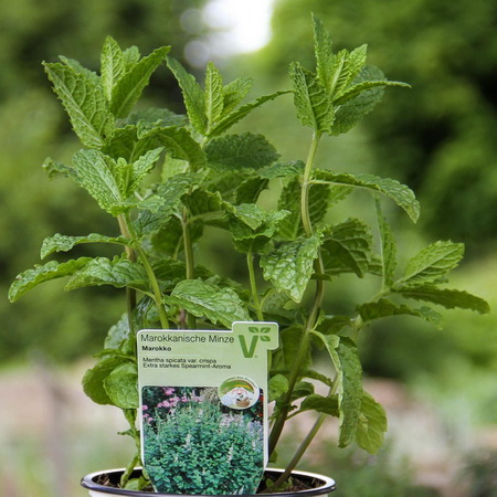 Mentha spicata Marokko