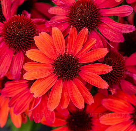 Echinacea SunMagic Vintage Ruby_2