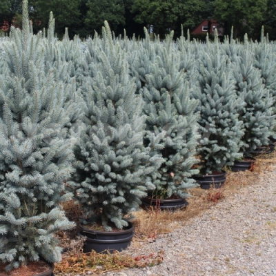 Picea pungens Iseli Fastigiate