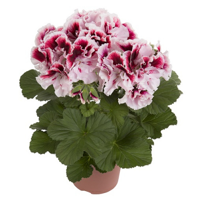 Pelargonium grandiflorum Elegance Tony