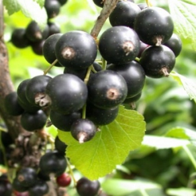 smorodina-dobryy-dzhin