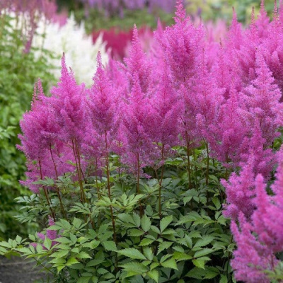 Astilbe arendsii Amethyst