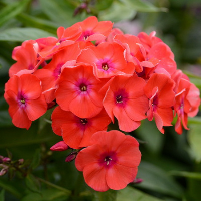 Phlox paniculata Orange Perfection