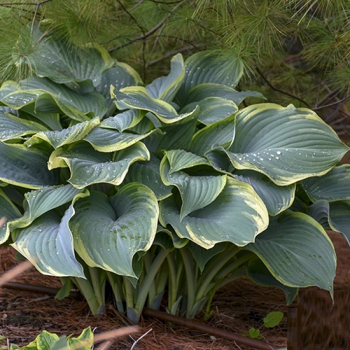 Hosta Regal Splendor2