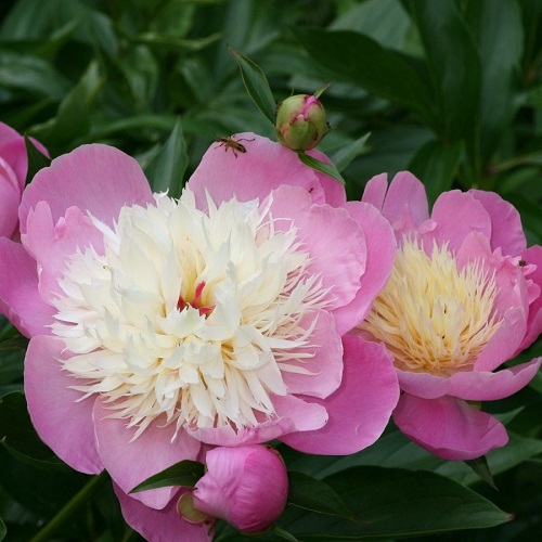 Paeonia Bowl of Beauty