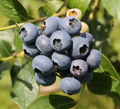Vaccinium North Country