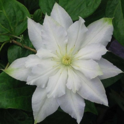 Clematis Halina Noll