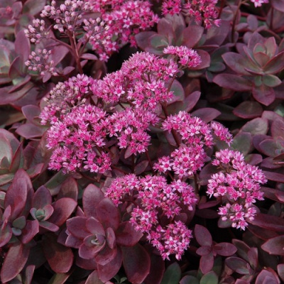 Sedum SunSparkler® Firecracker