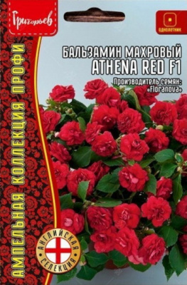 Бальзамин Уоллера Athena Red