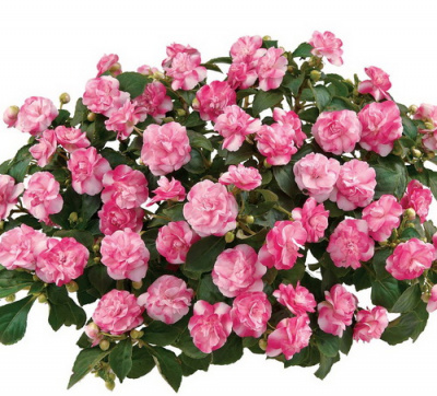 Musica Bicolor Pink