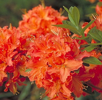 Azalea Mandarin Lights