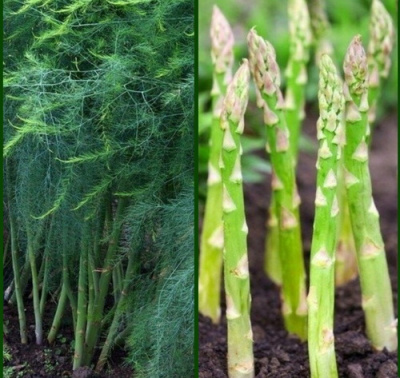 Asparagus officinalis Avalim