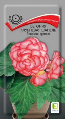 Бегония Шанель лососево-белая