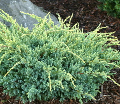 Juniperus squamata Holger