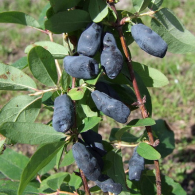 Lonicera 1-17-59