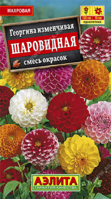 Георгина шаровидная, смесь окрасок