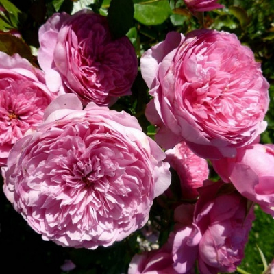 Rosa Chantal Merieux