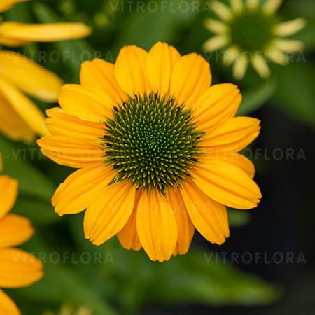 Echinacea SunMagic Fantastic Yellow_2