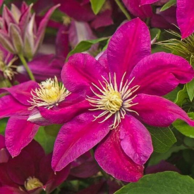 Clematis Ernest Markham